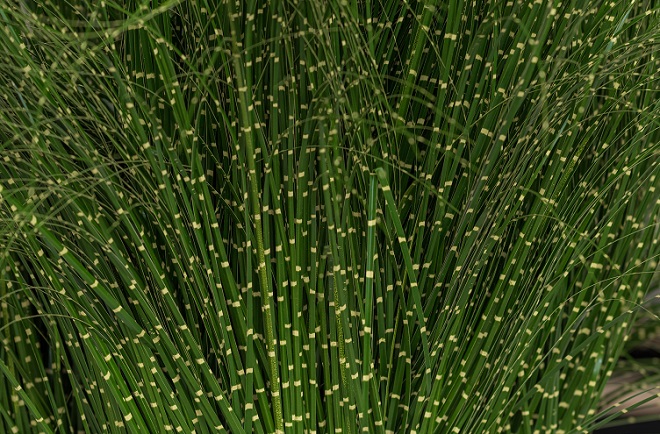 zebra grass 01.jpg